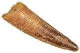 Fossil Spinosaurus Tooth - Real Fossil Tooth #372930-1